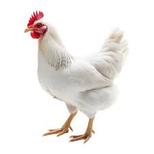 poultry feed