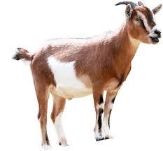 Goat Feed