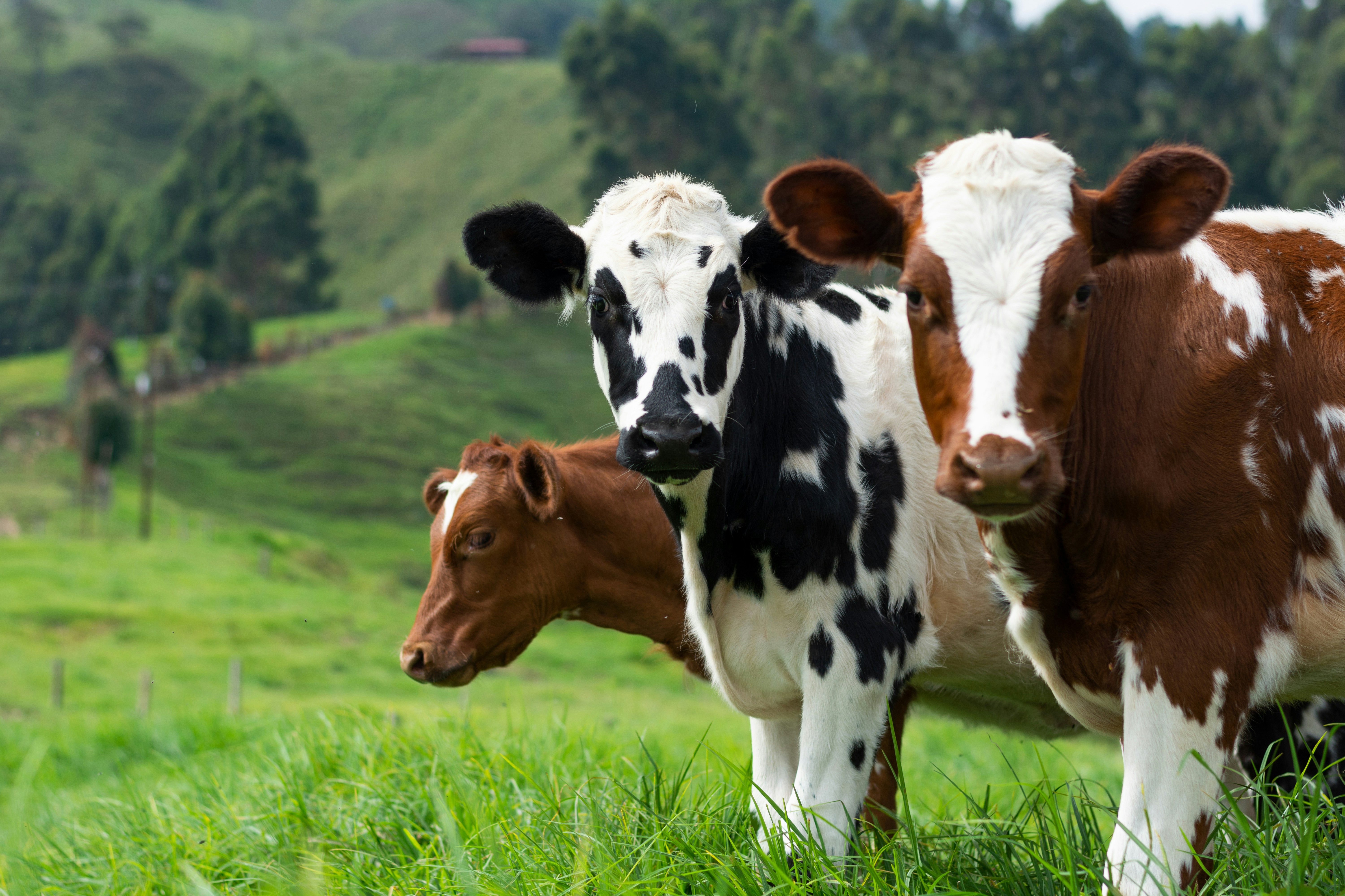 healthy livestock