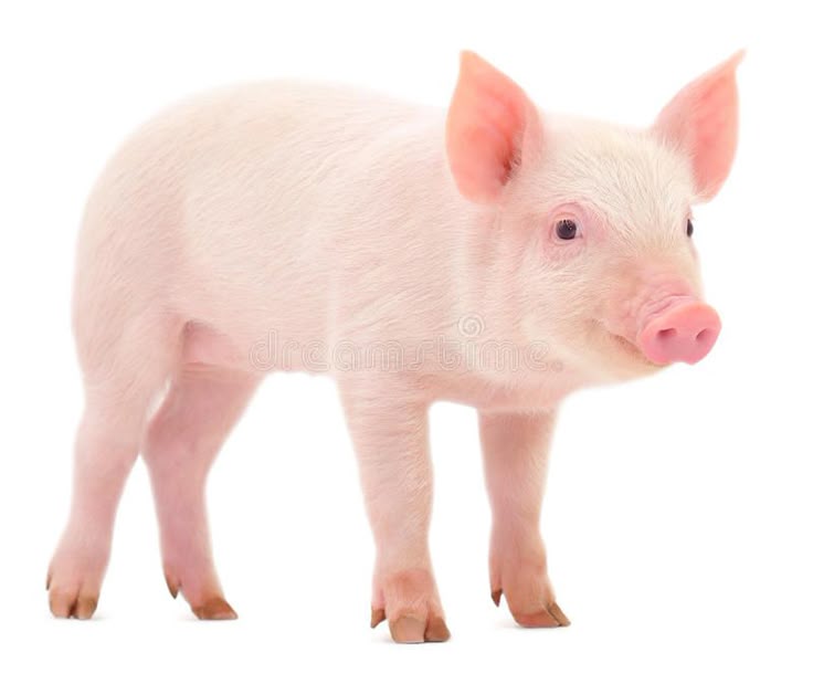 Pig Feed