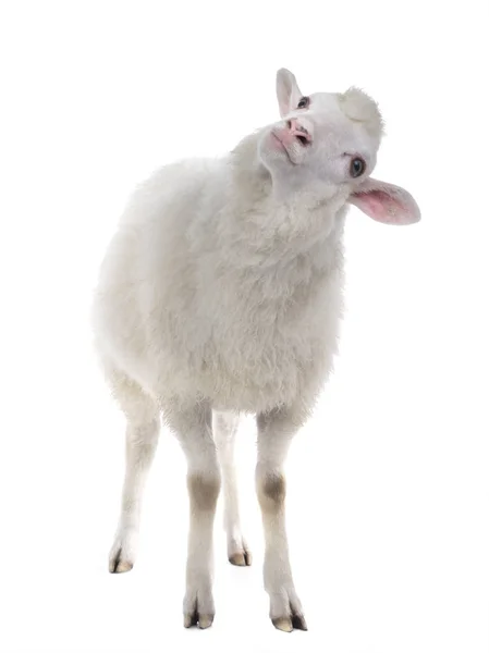 Sheep Feed
